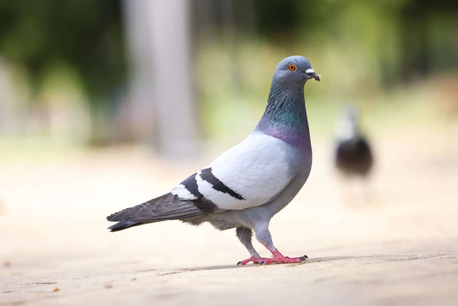 Bird control that protects curb appeal, not just the roof