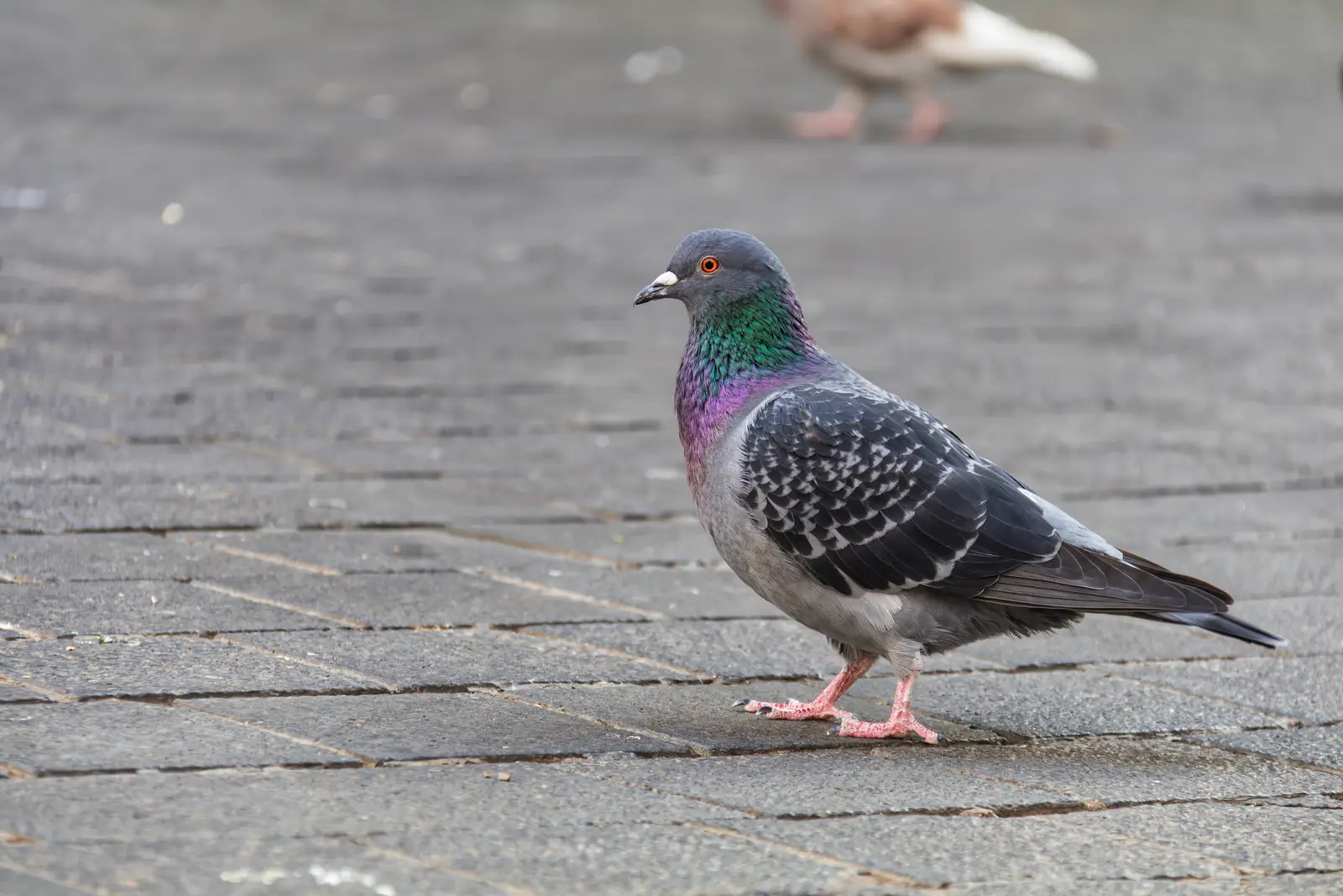 Bird control for churches, synagogues, mosques, and temples