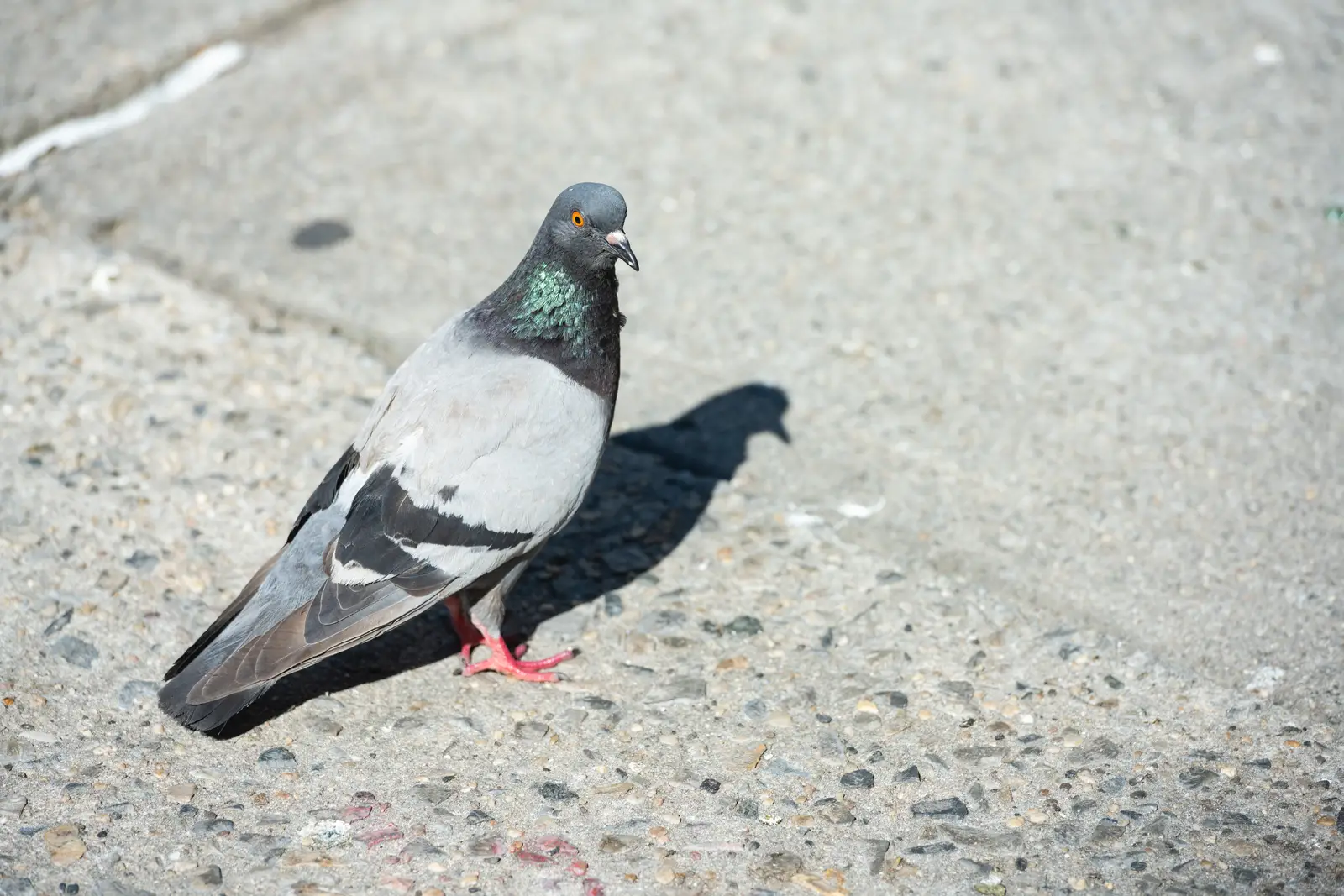 The risks of leaving an infestation unaddressed