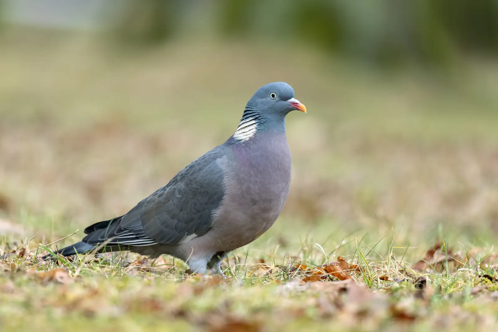 Identifying the species first