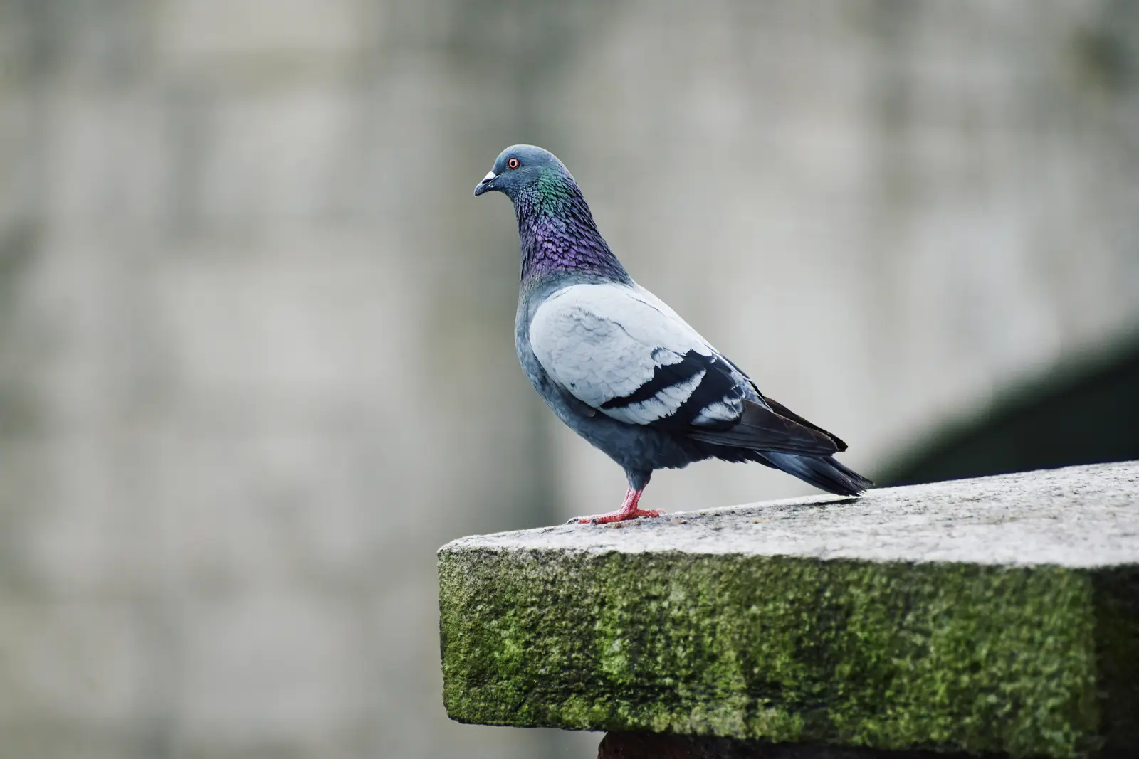 Commercial pigeon control across NJ, NY & CT