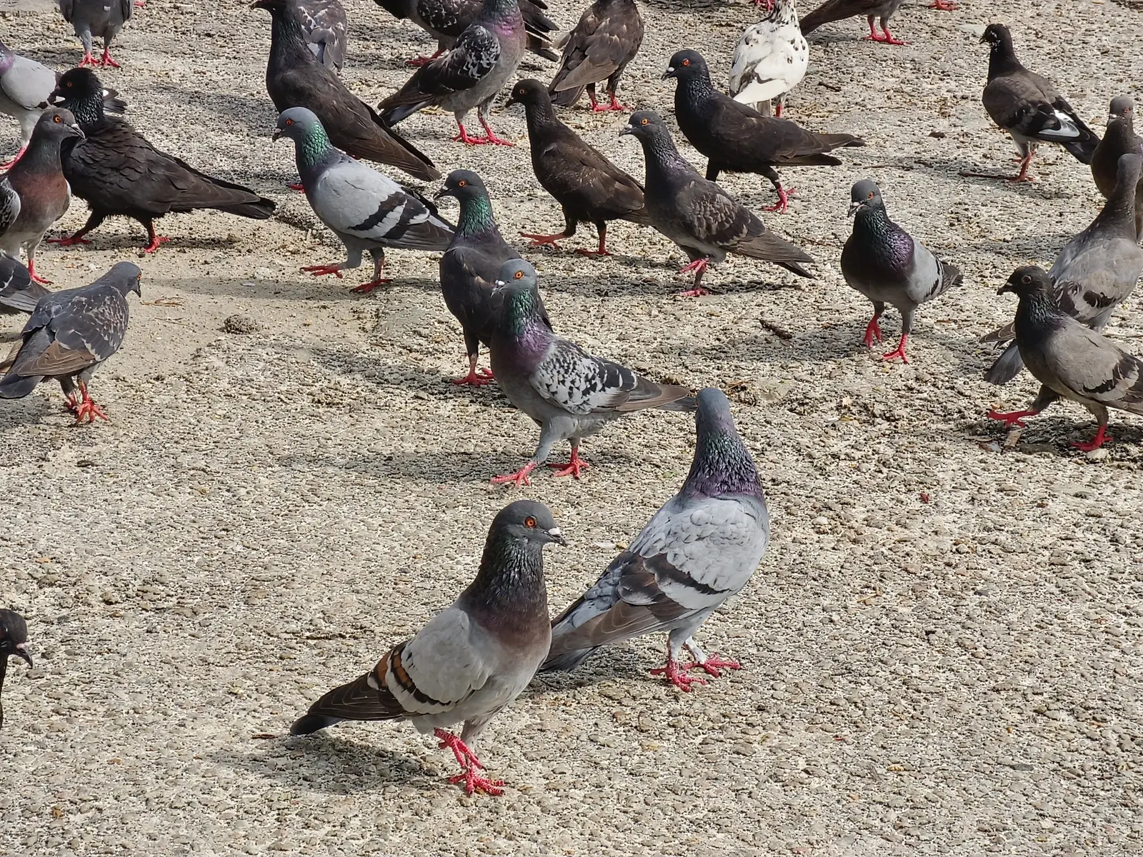Where pigeons roost, and why they come back