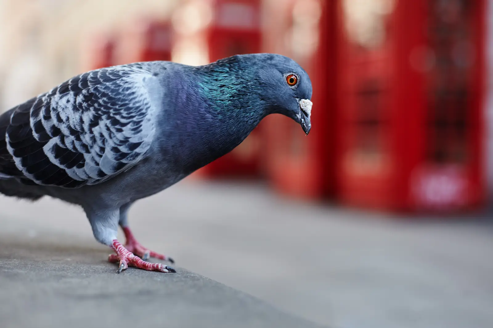 How a pigeon control job runs