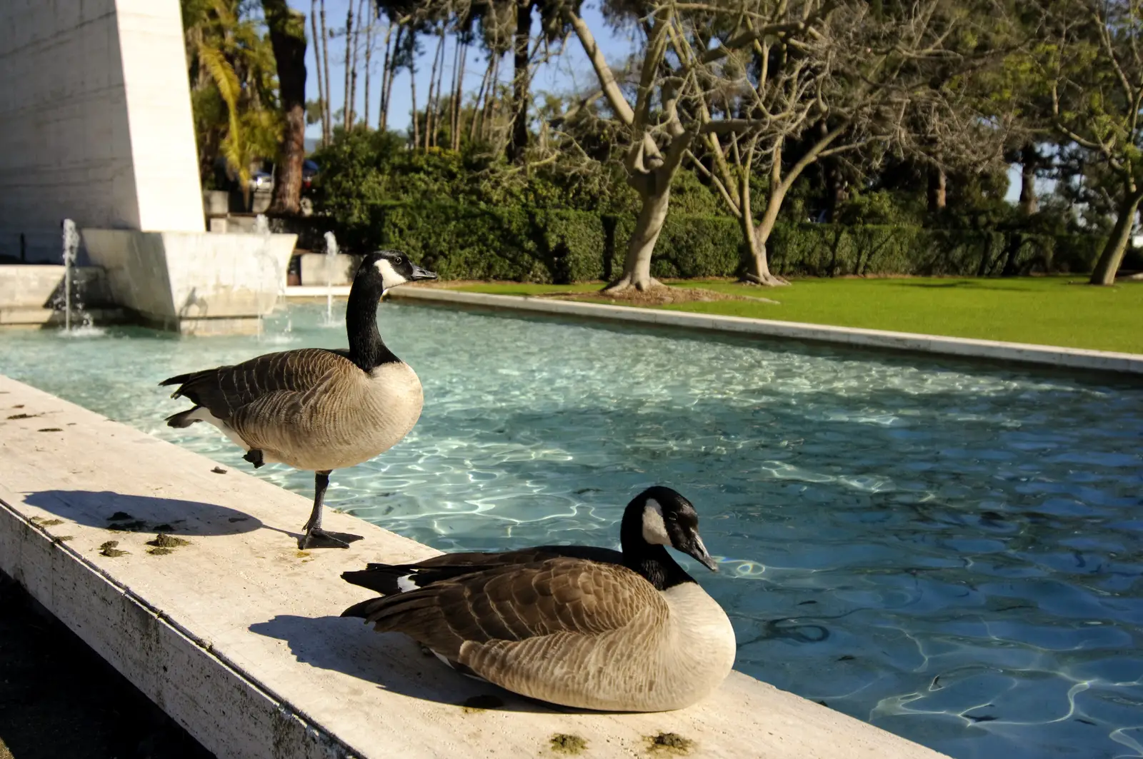 Canada geese control for public pools