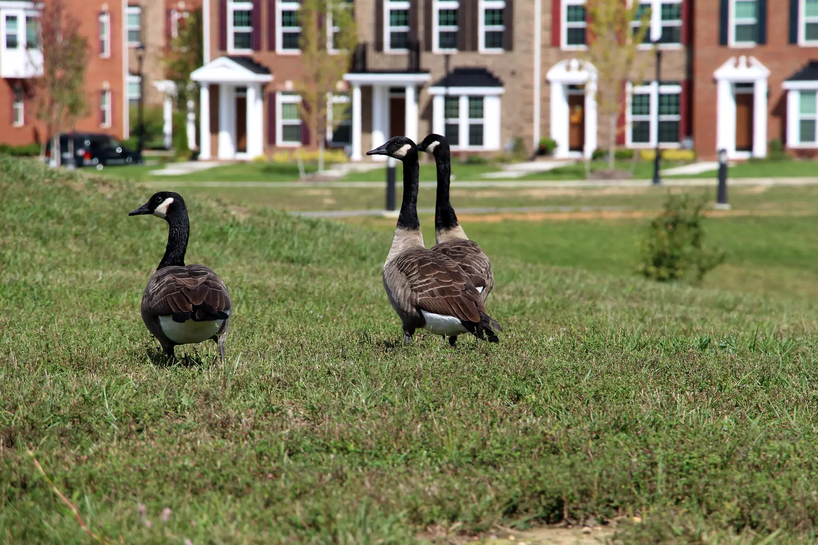 Canada geese control for residential properties