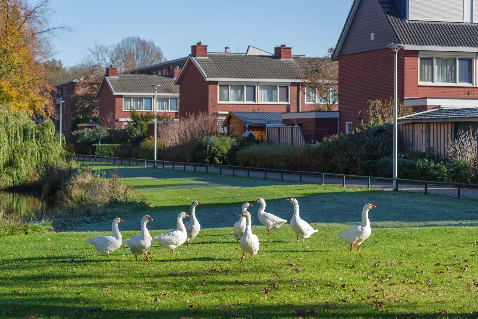 Canada geese control for retirement communities