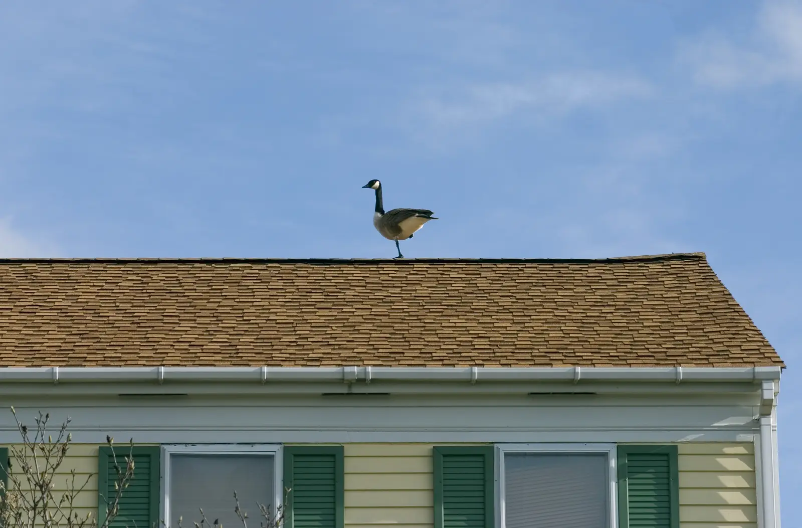 Canada geese control for rooftops
