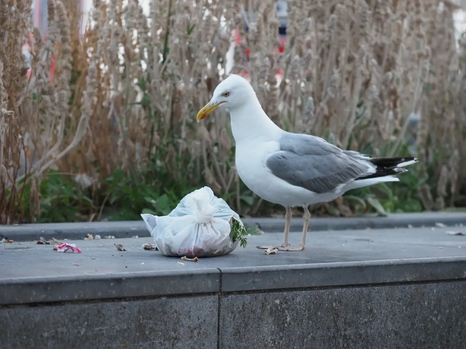 Where gulls and shorebirds settle in