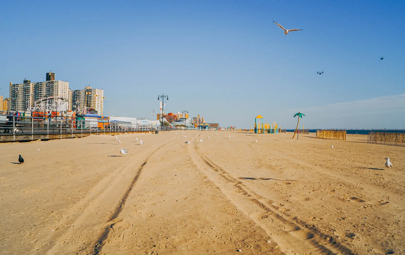 Where gulls settle, and why they keep coming back