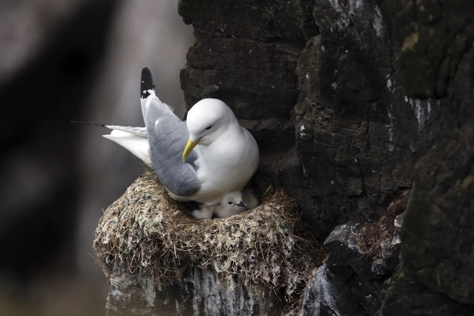 How a seagull control job runs