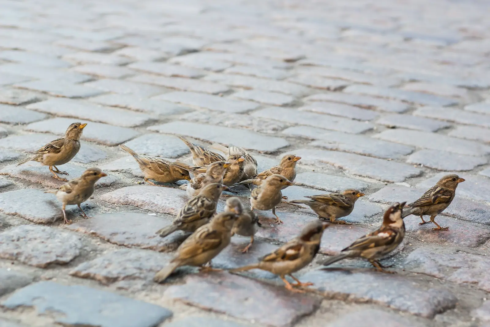 Commercial sparrow control across NJ, NY & CT