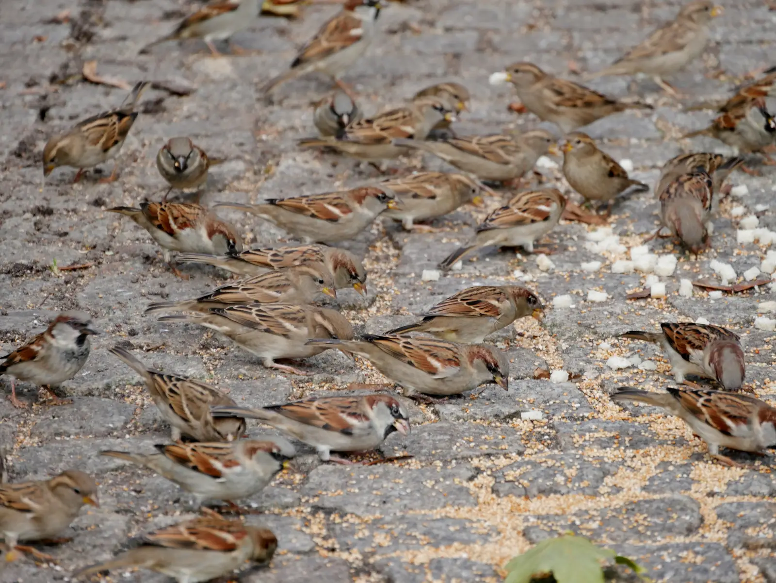 Where sparrows nest, and why numbers build fast