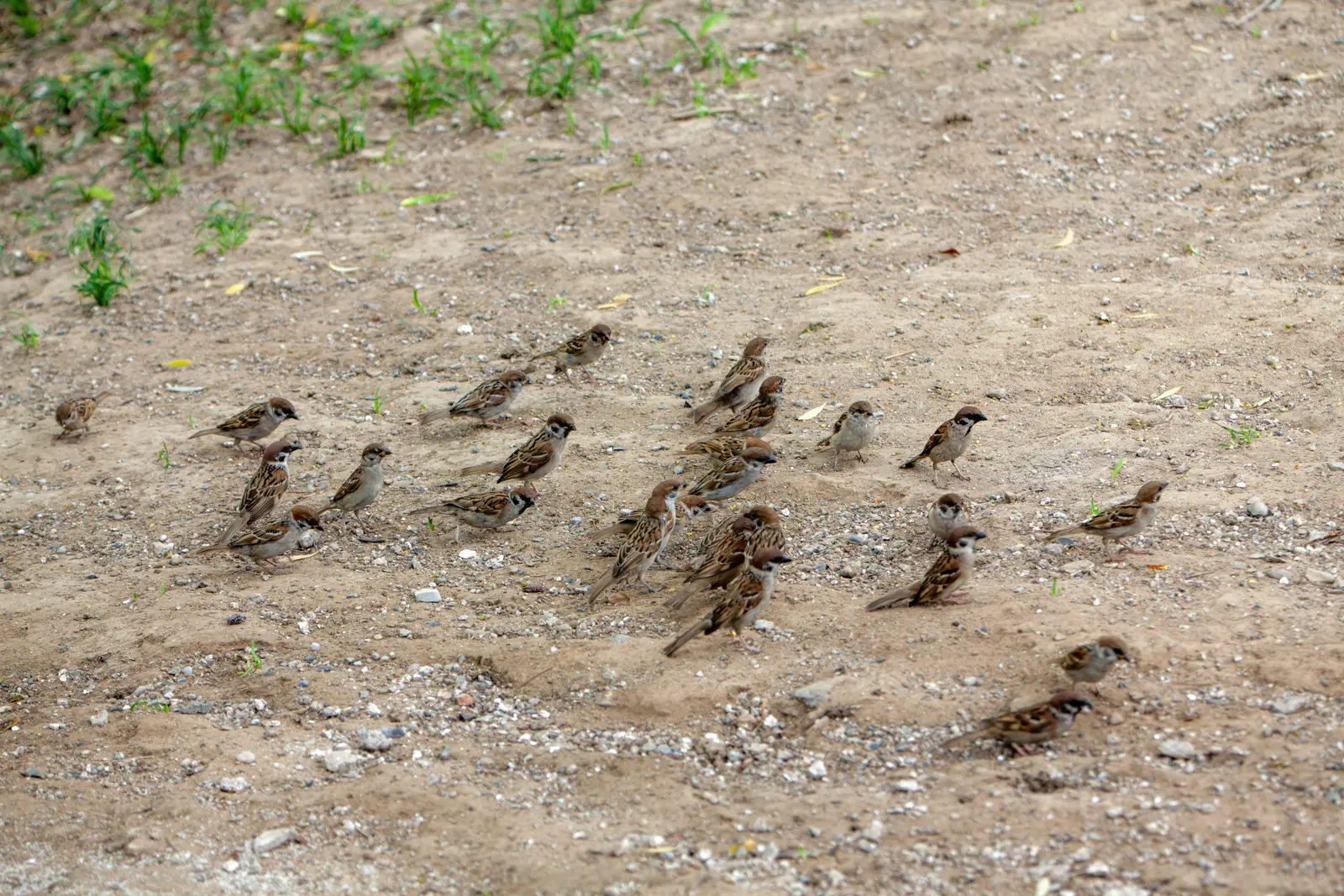 How a sparrow control job runs