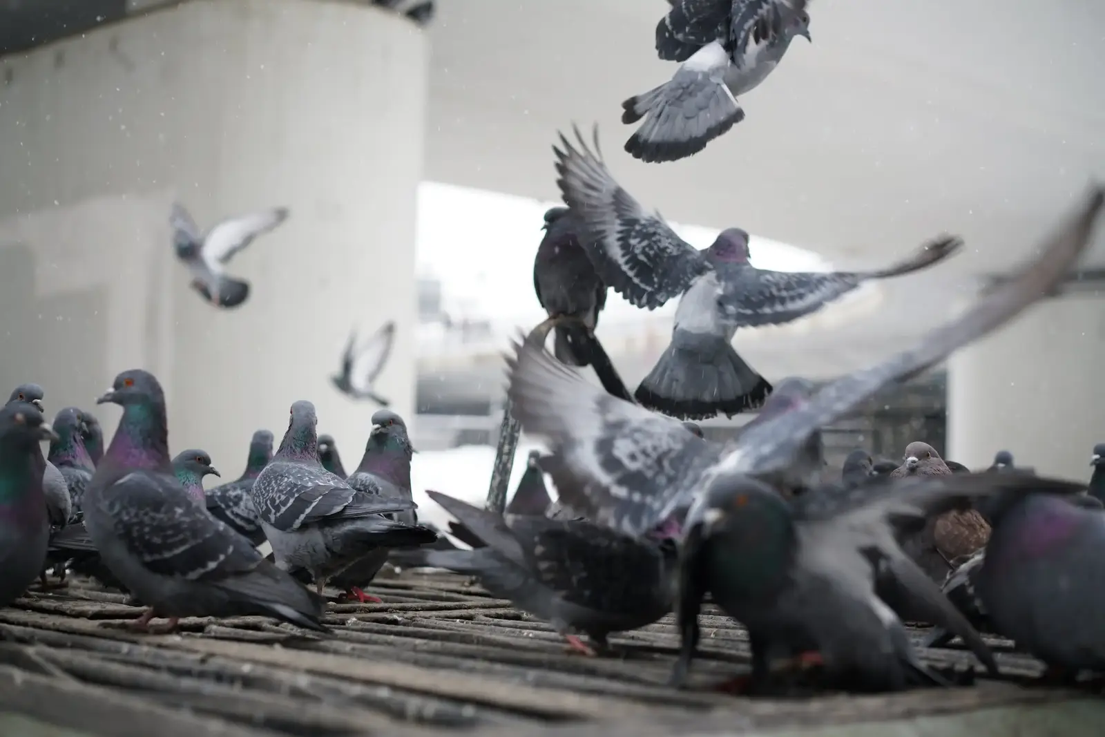 Bird control and deterrent services across NJ, NY & CT