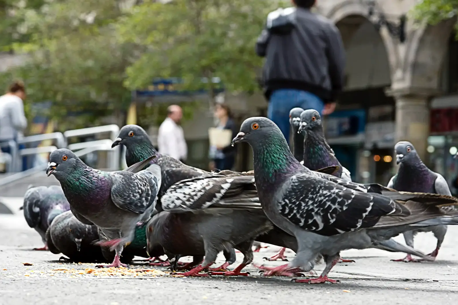 Nuisance birds we manage across NJ, NY & CT