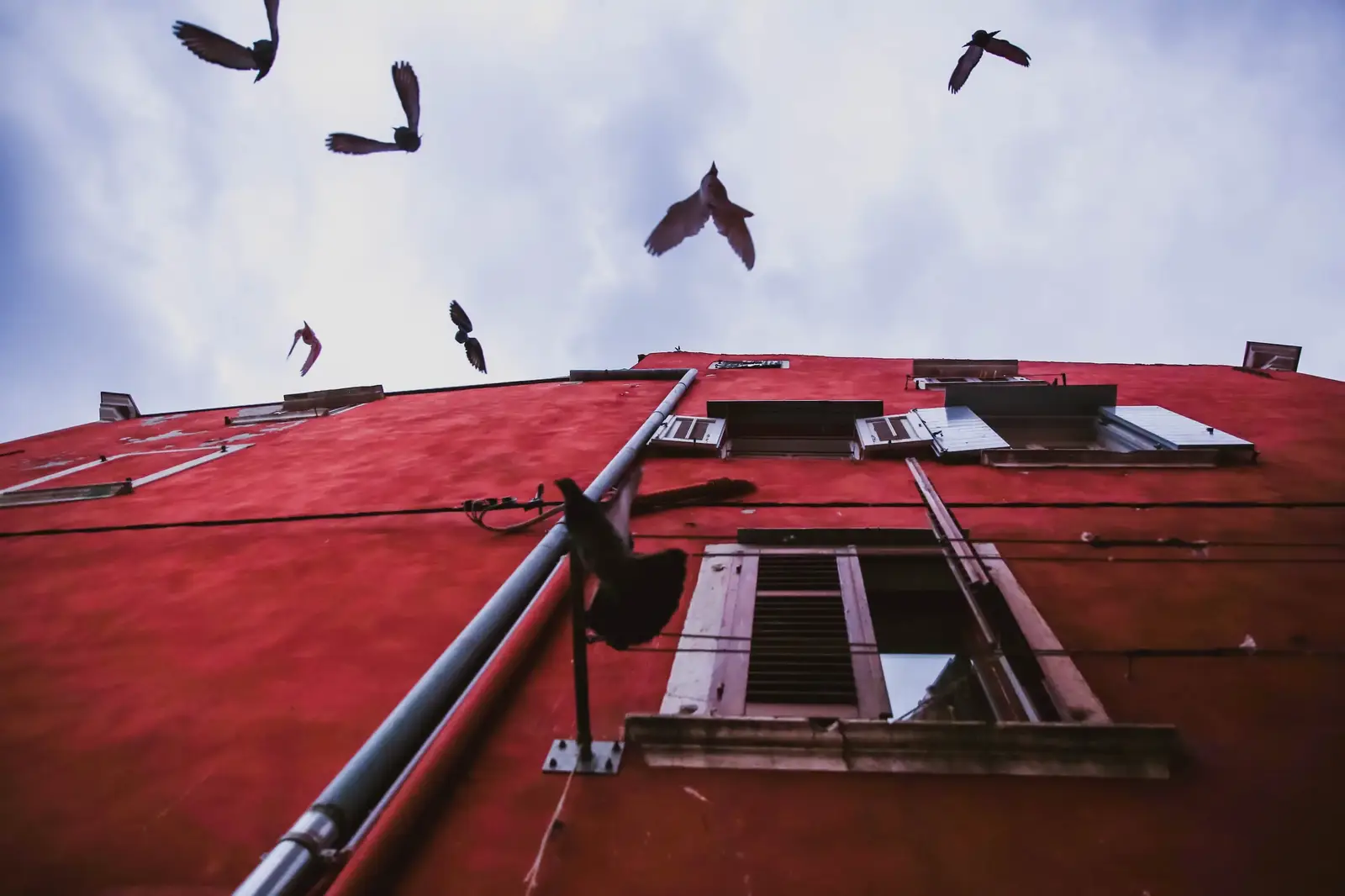 Bird deterrent services across NJ, NY & CT