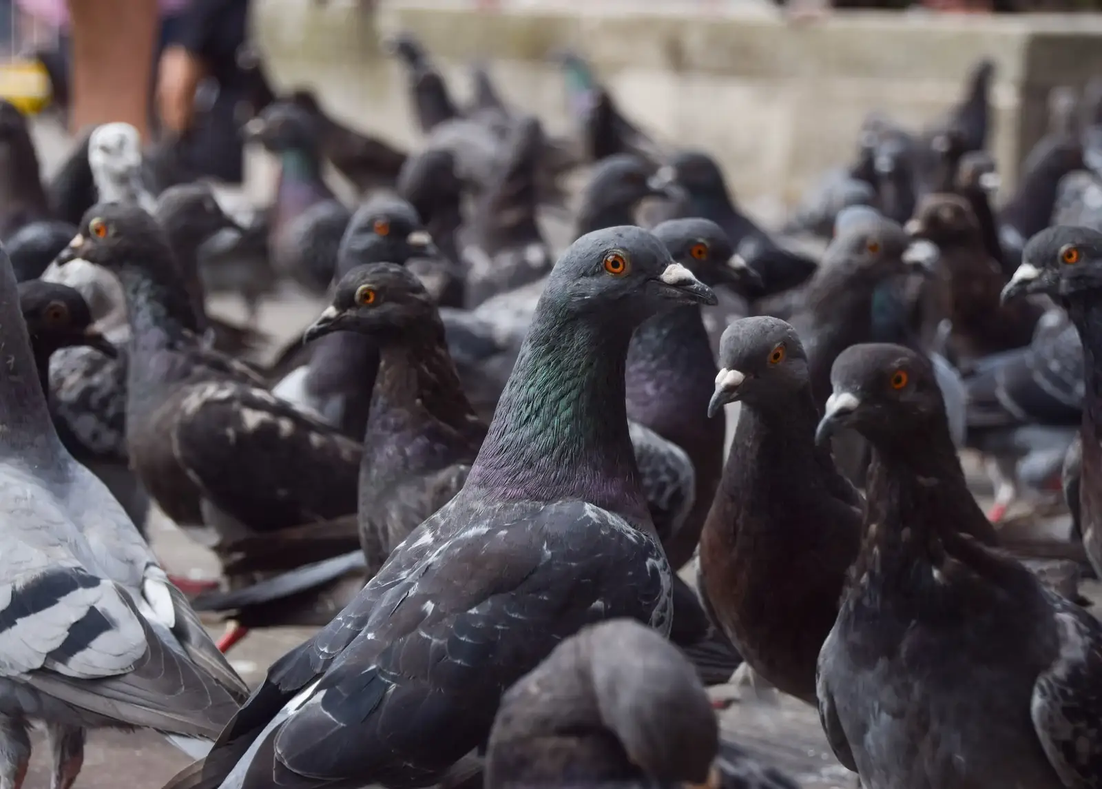 What an unmanaged flock costs a plant