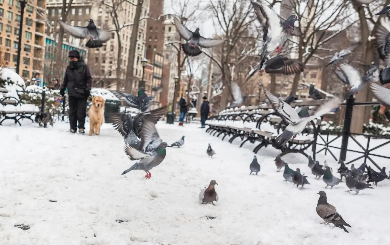 Why local coverage matters for geese control