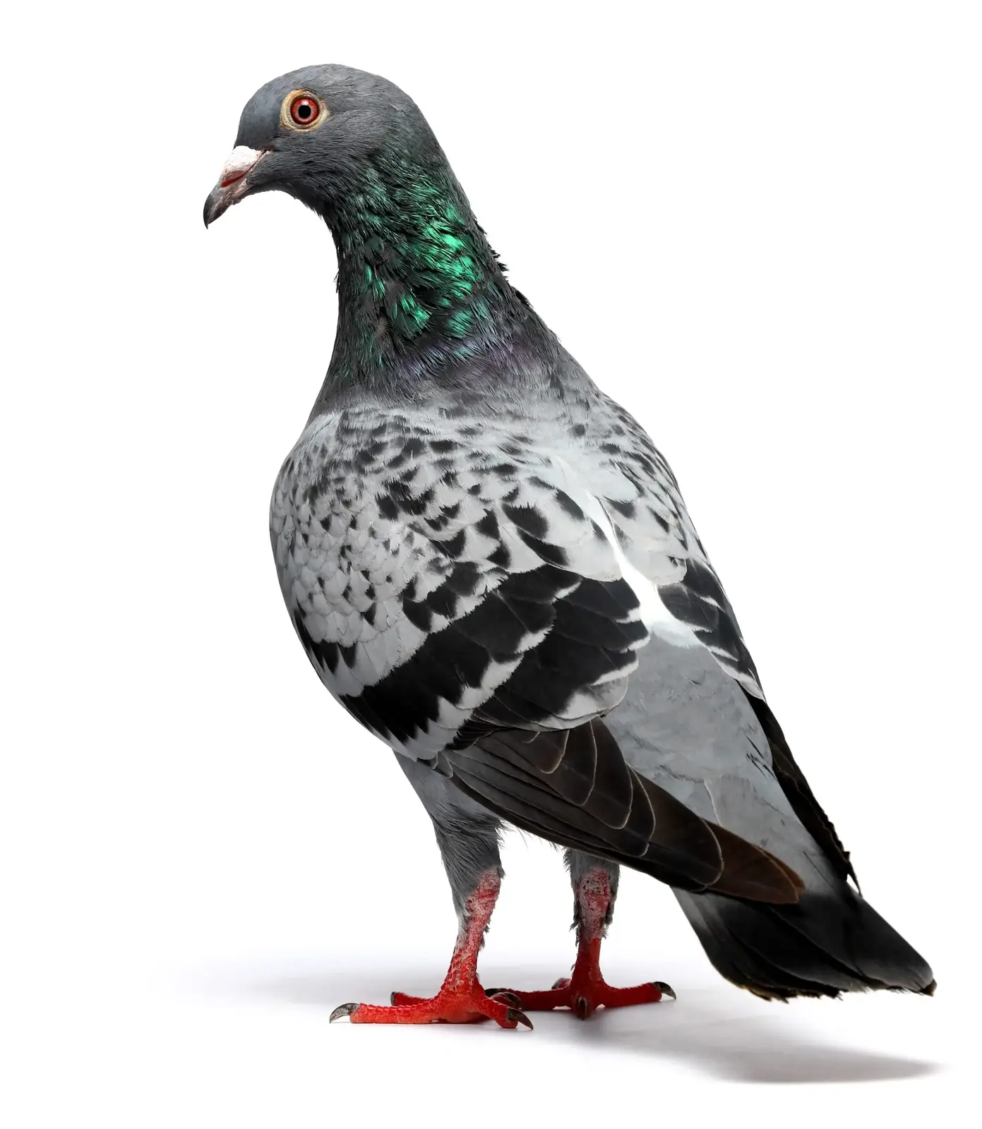 Where birds settle on public infrastructure