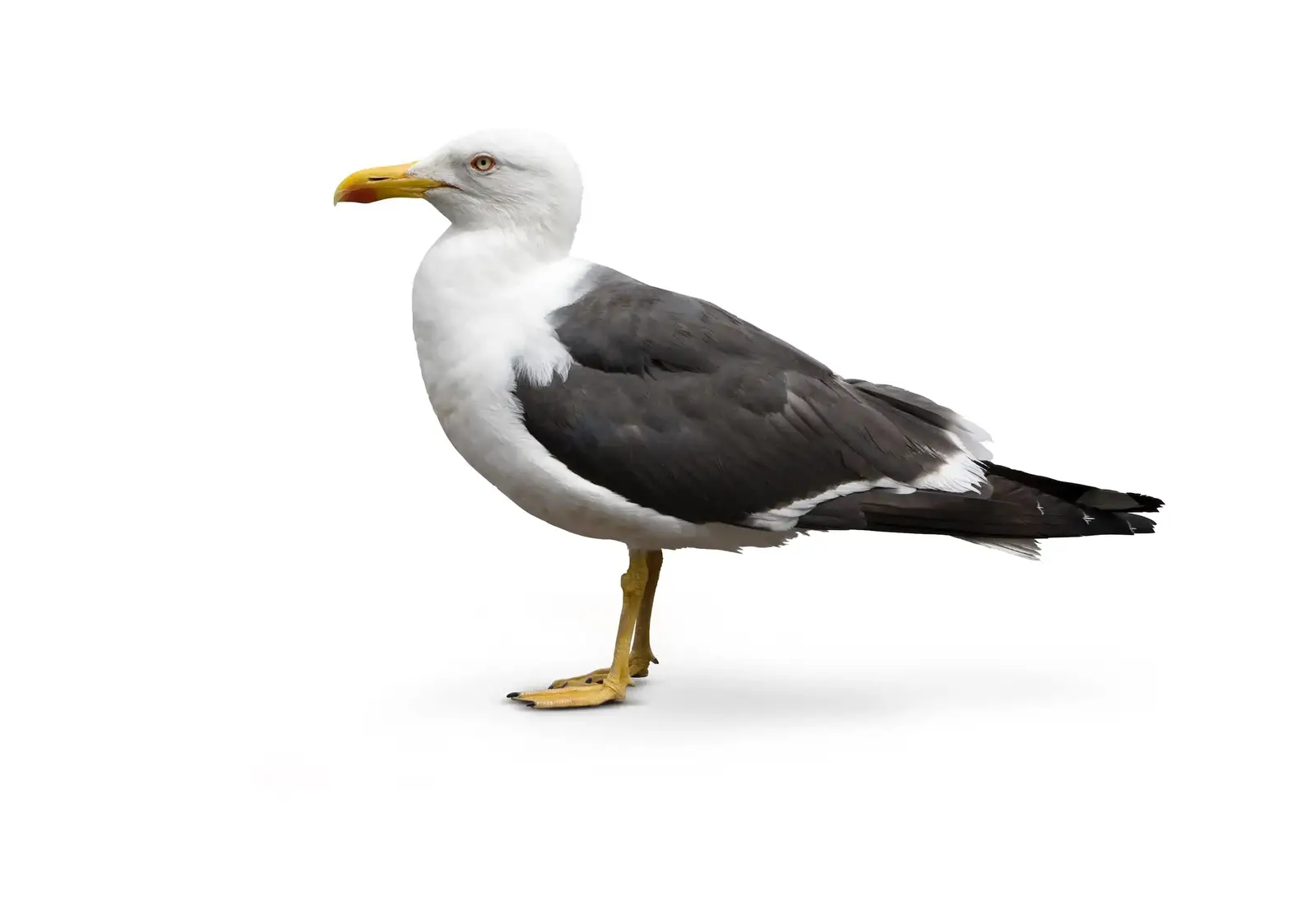 Wire-grid deterrent systems for seagulls and seabirds