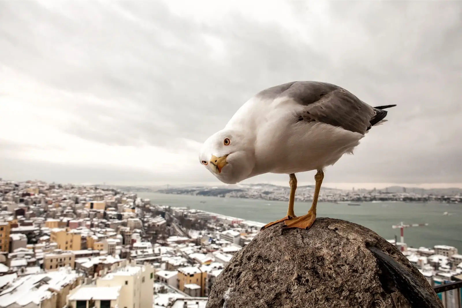 What gull and seabird pressure costs a building
