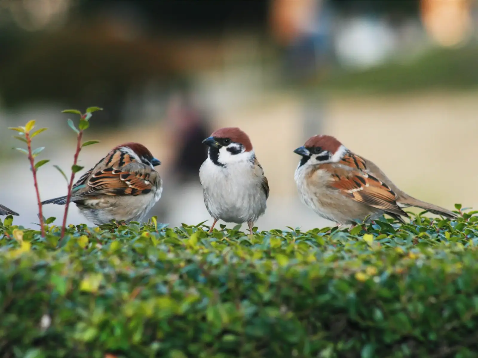 How birds get in, and where they nest