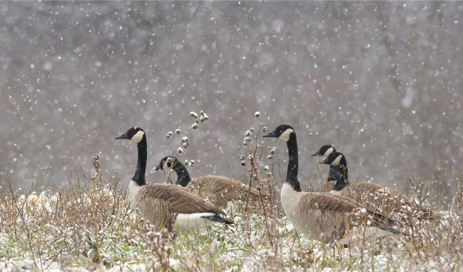 Where geese settle at a recycling site