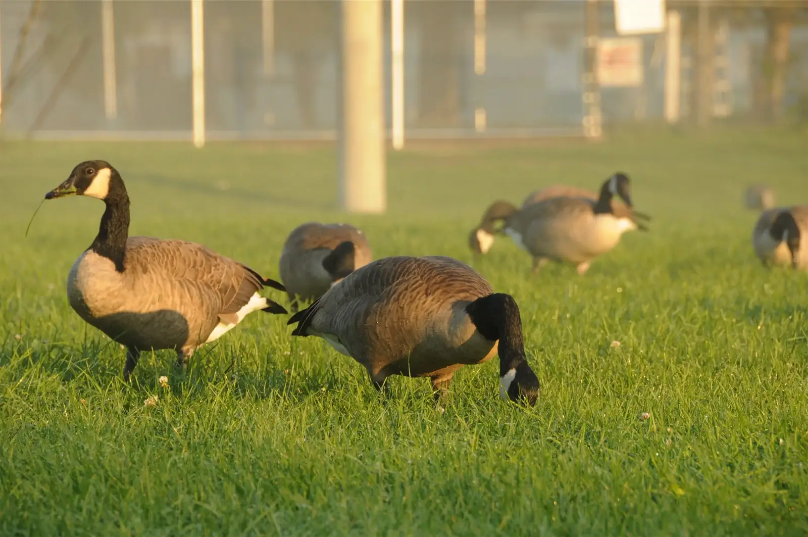 How a retirement community engagement runs