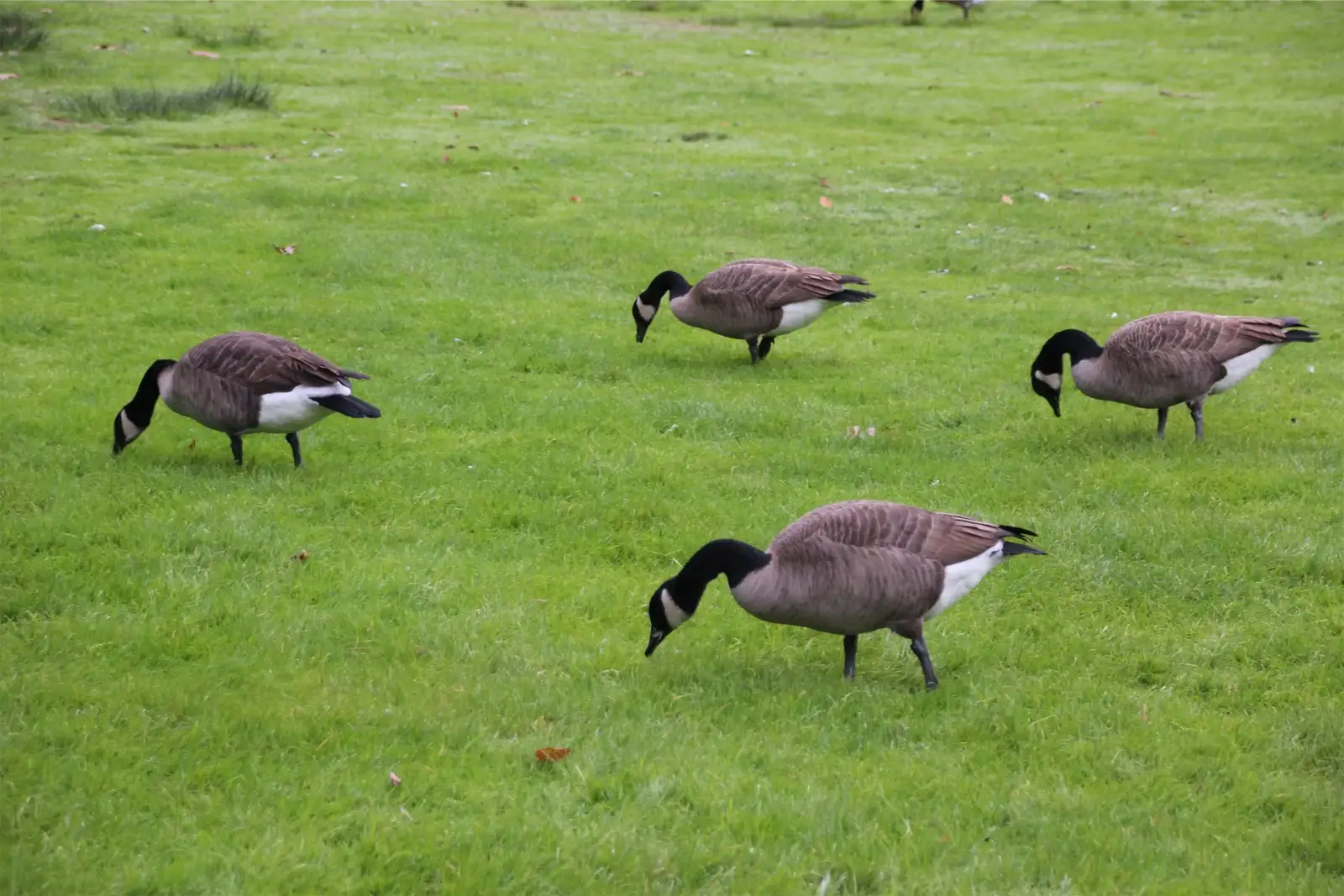 Timing service to the goose calendar
