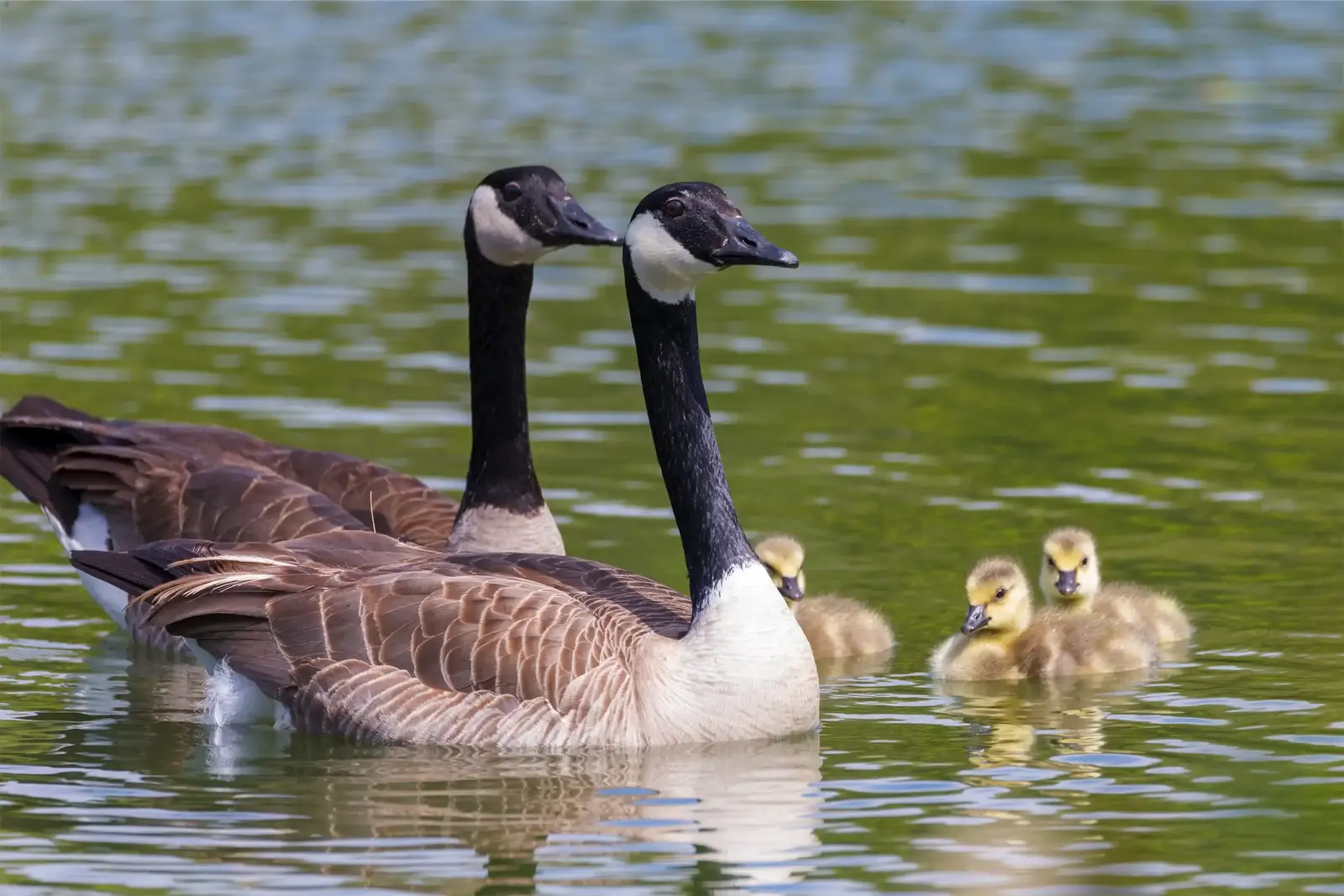 Why wild geese settle into zoo grounds