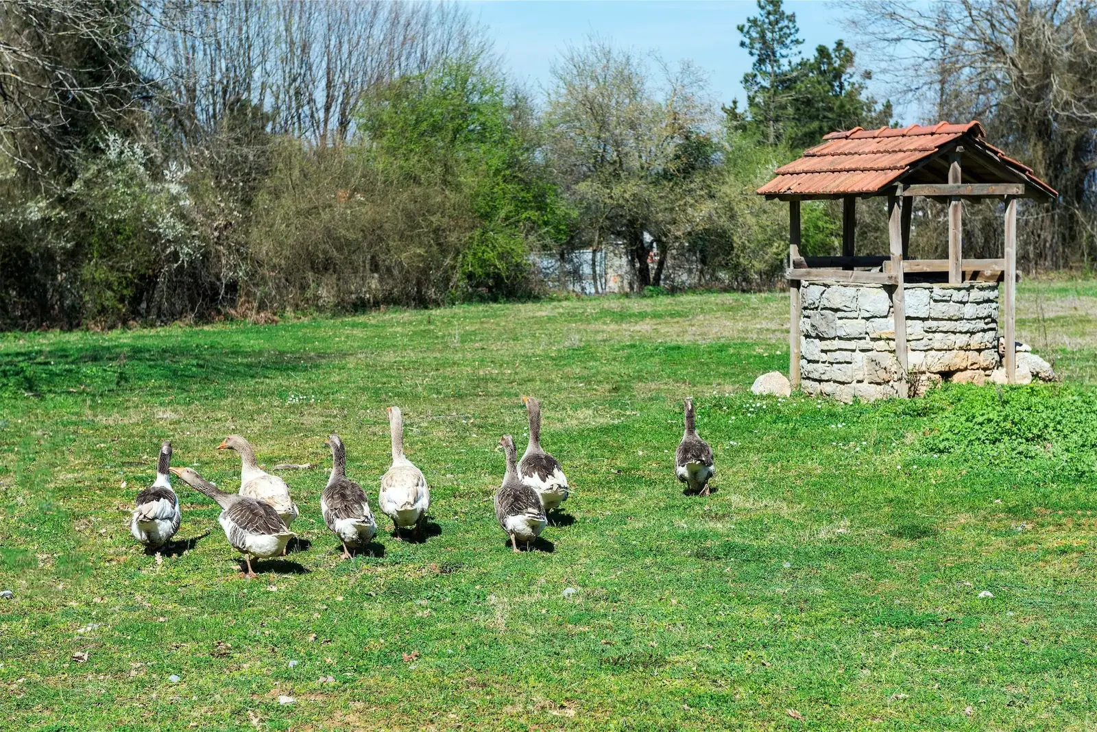 Emergency Canada geese control