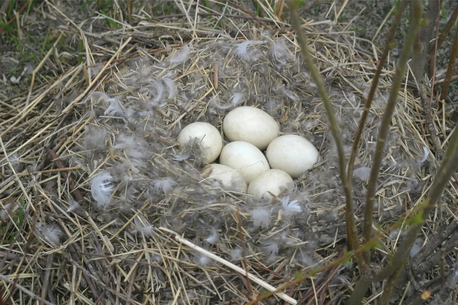 Canada geese control maintenance programs
