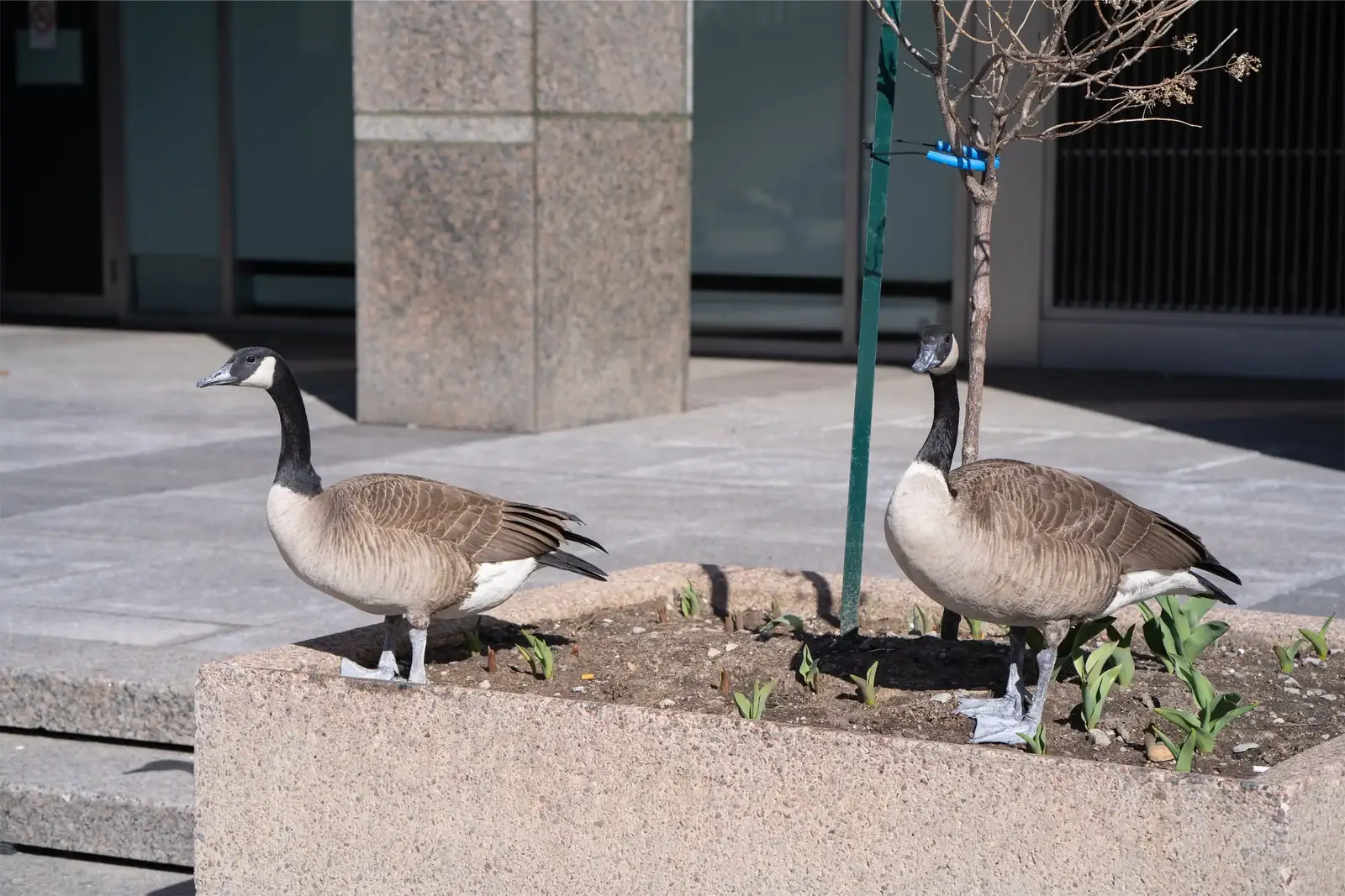 Canada geese single clearing services