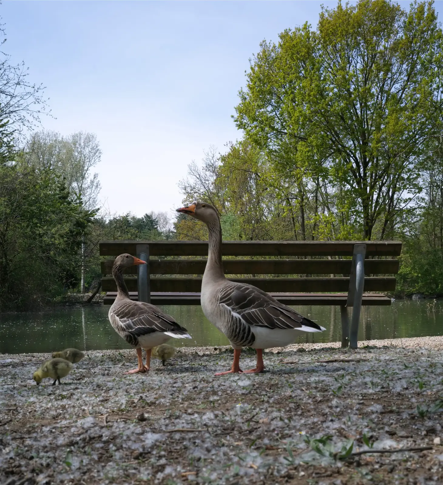 Why Howell's mix of farmland, golf, and water draws geese