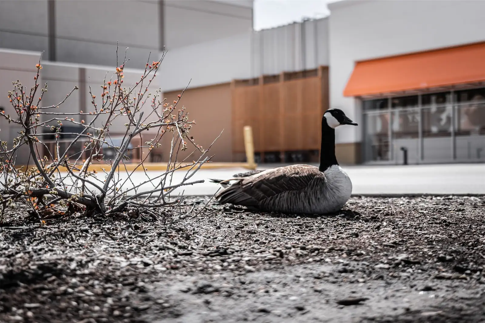 Why geese are drawn to Jackson's parks, ponds, and open land