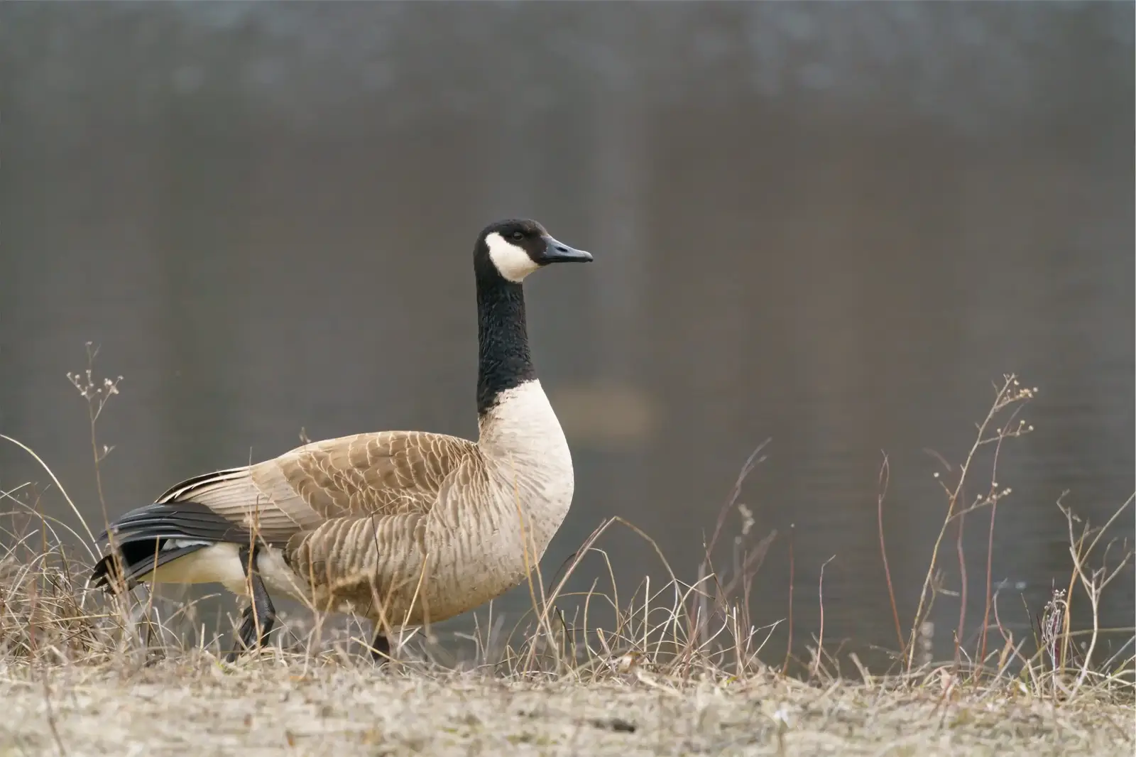 Timing a program to the goose calendar in South Brunswick