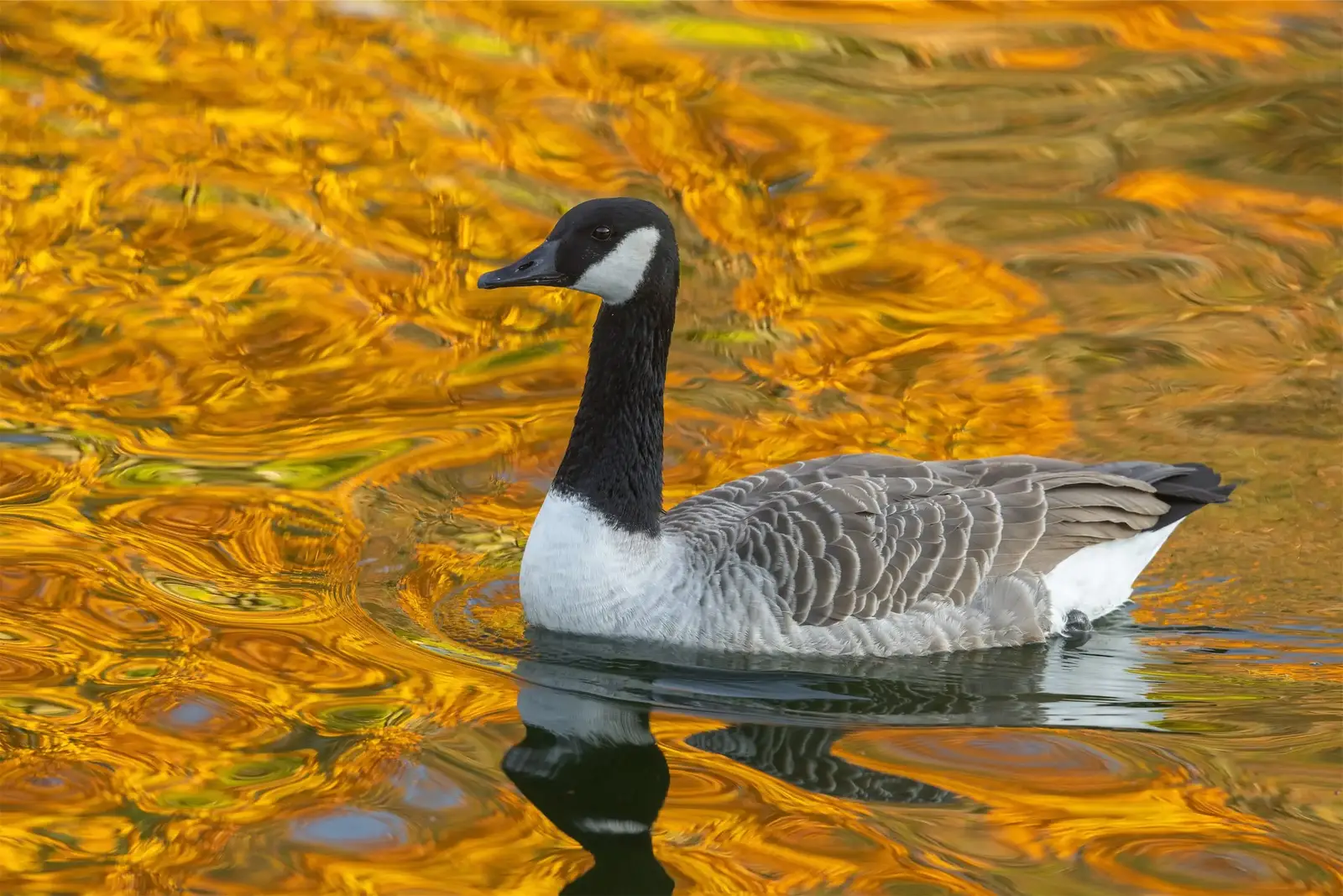 Timing a program to the goose calendar in Lakewood