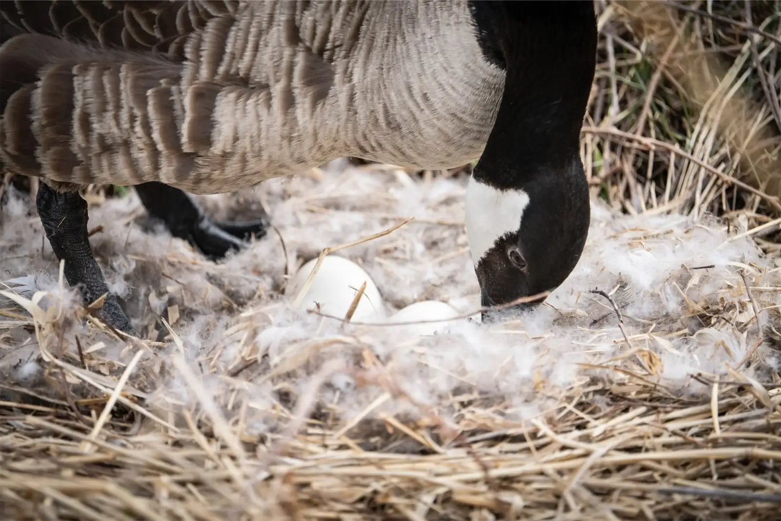 Timing a program to the goose calendar in Manalapan
