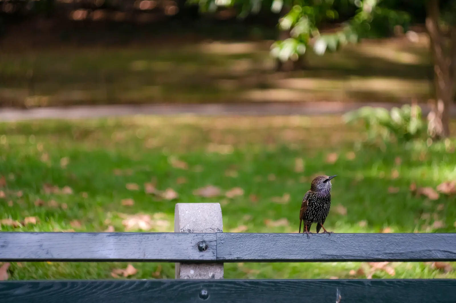 Commercial starling control across NJ, NY & CT