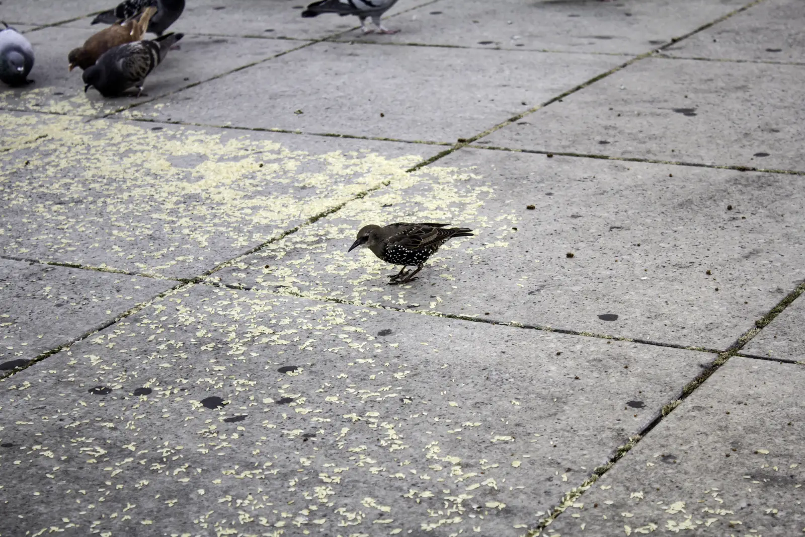 Where starlings nest, and what makes them different