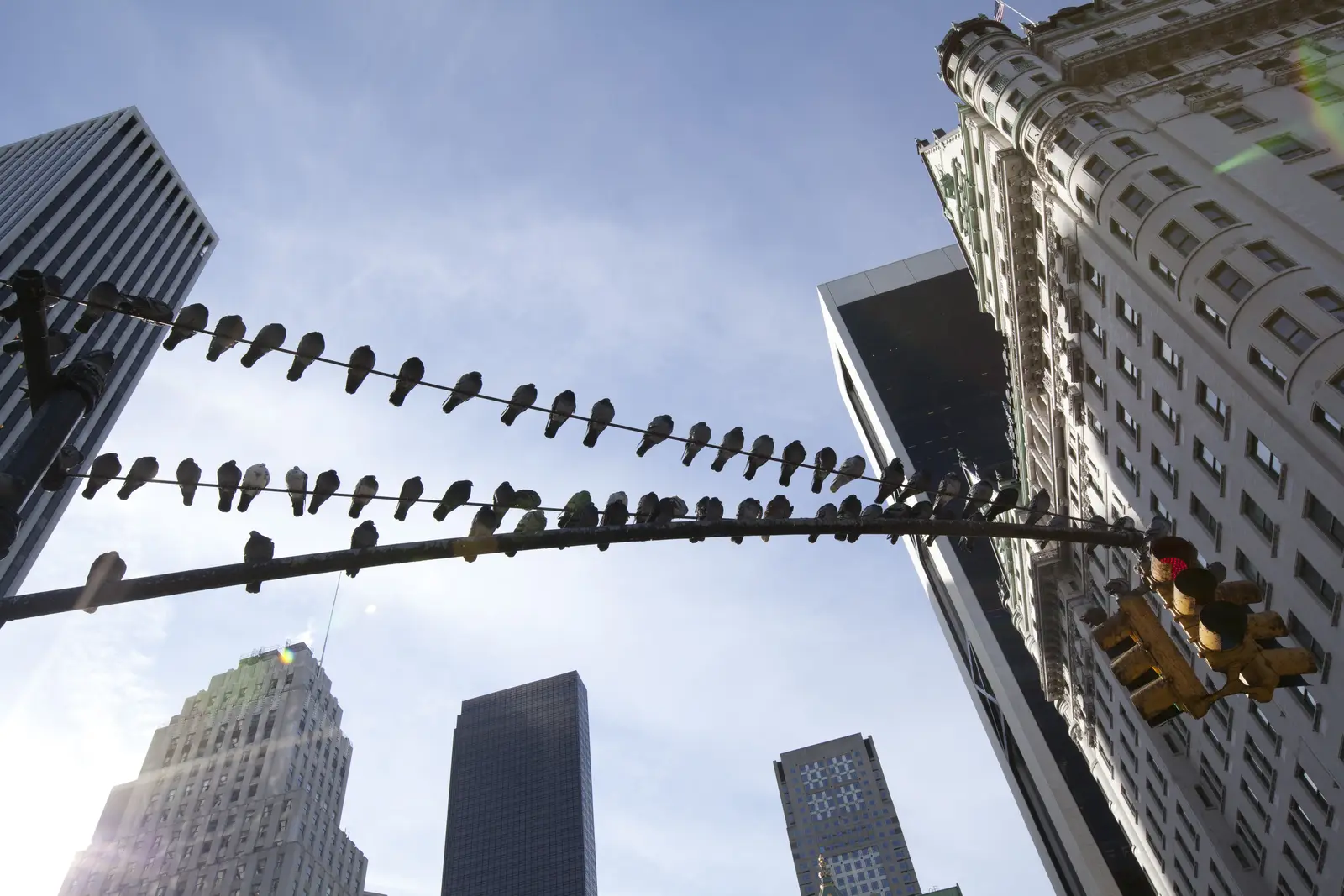 How a starling control job runs