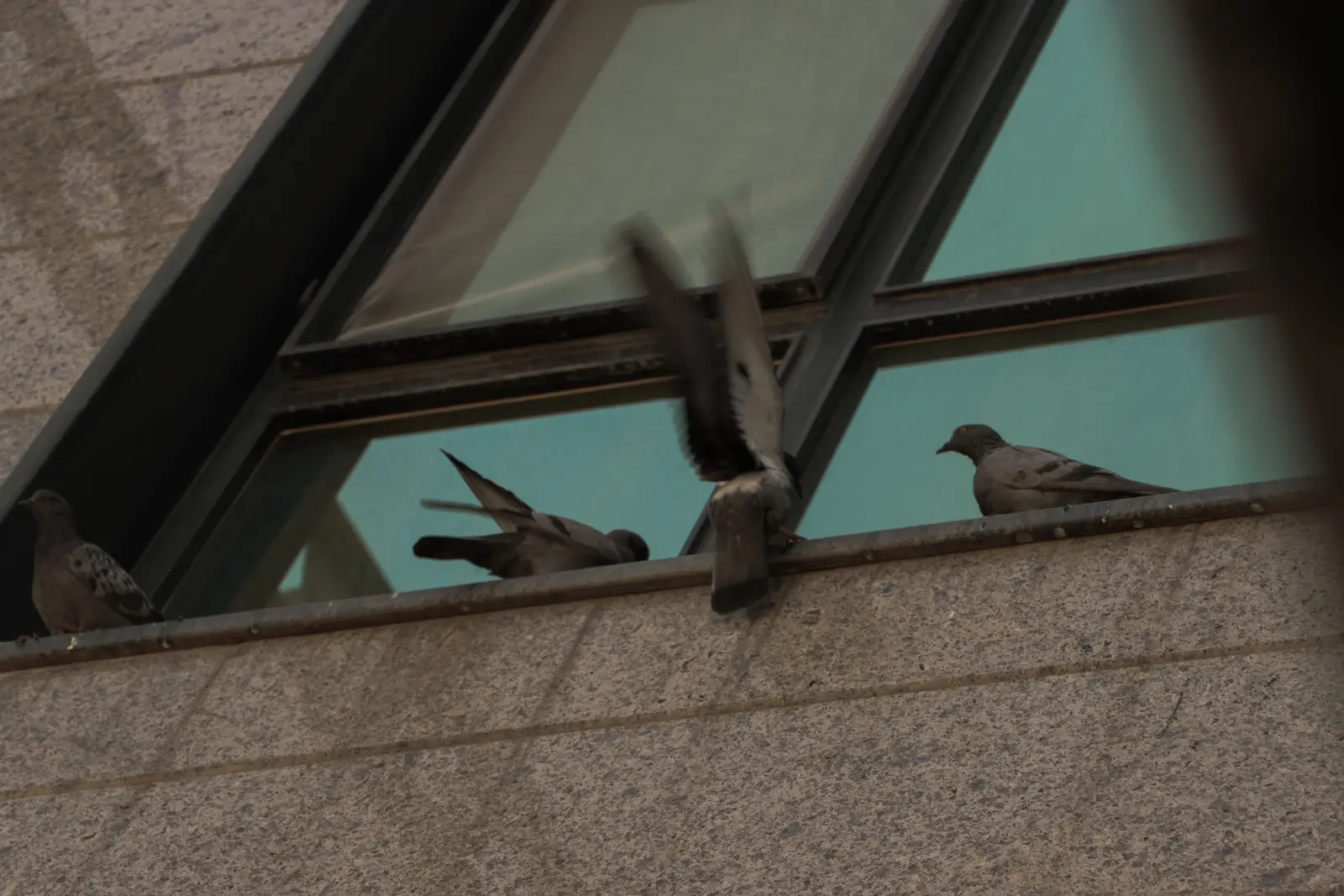 Commercial swallow control across NJ, NY & CT