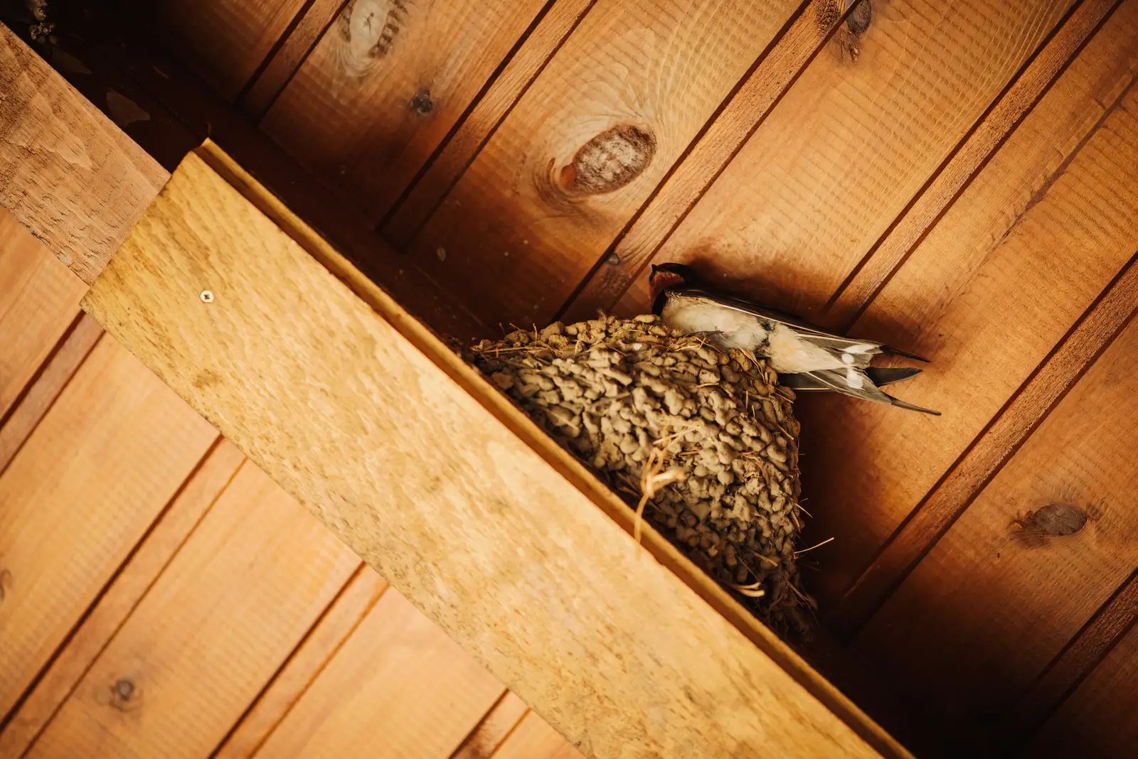 Where swallows nest, and why timing matters