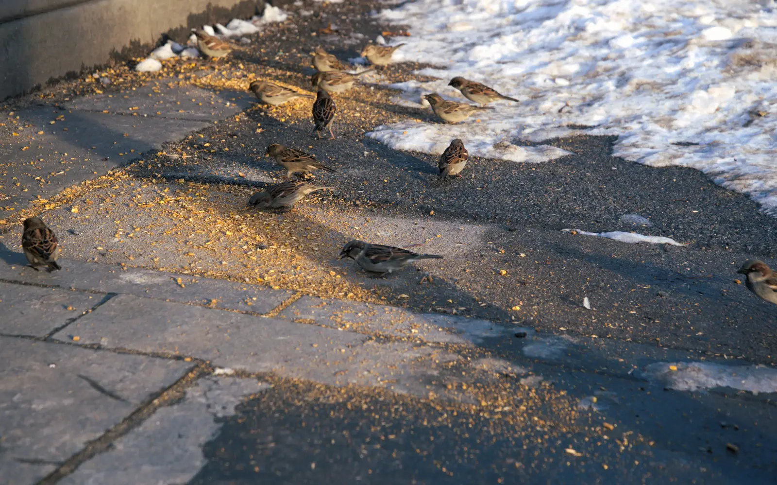 The case for acting before nesting season