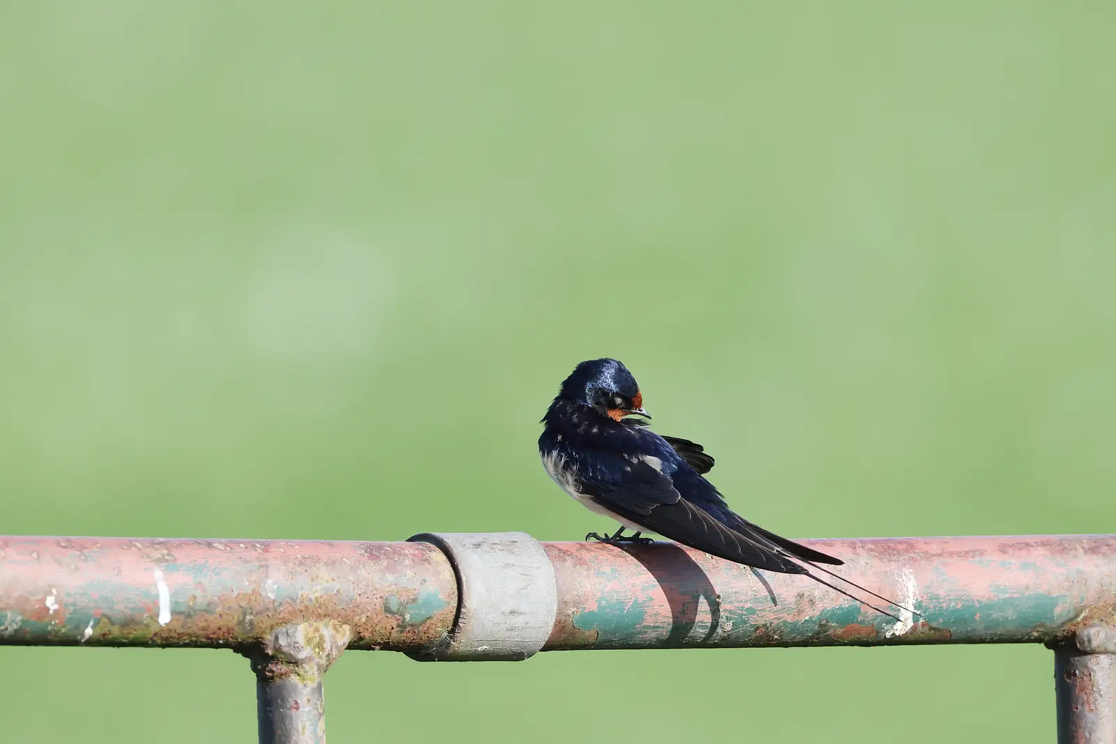 How a swallow control job runs