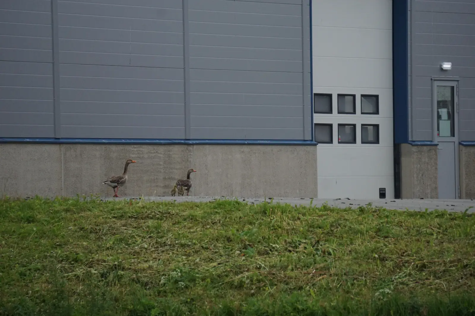 Timing service to the goose calendar