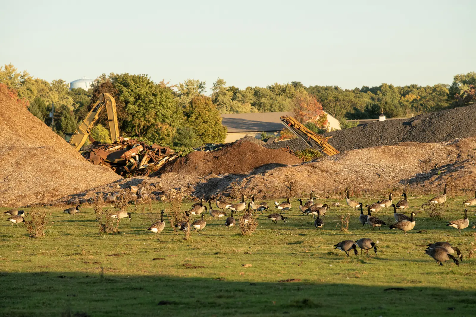 Canada geese control for waste management facilities