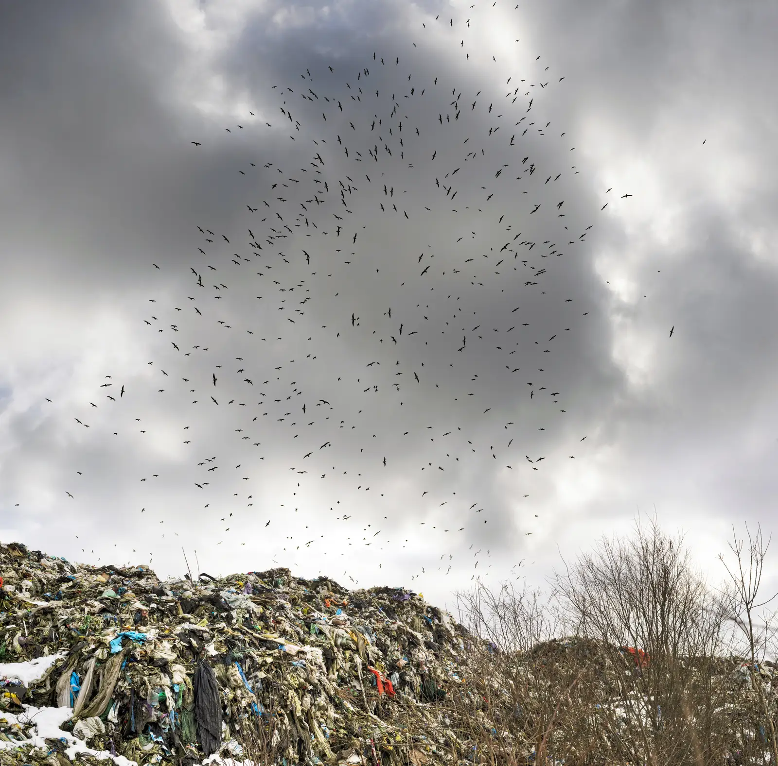 Why geese settle at waste facilities
