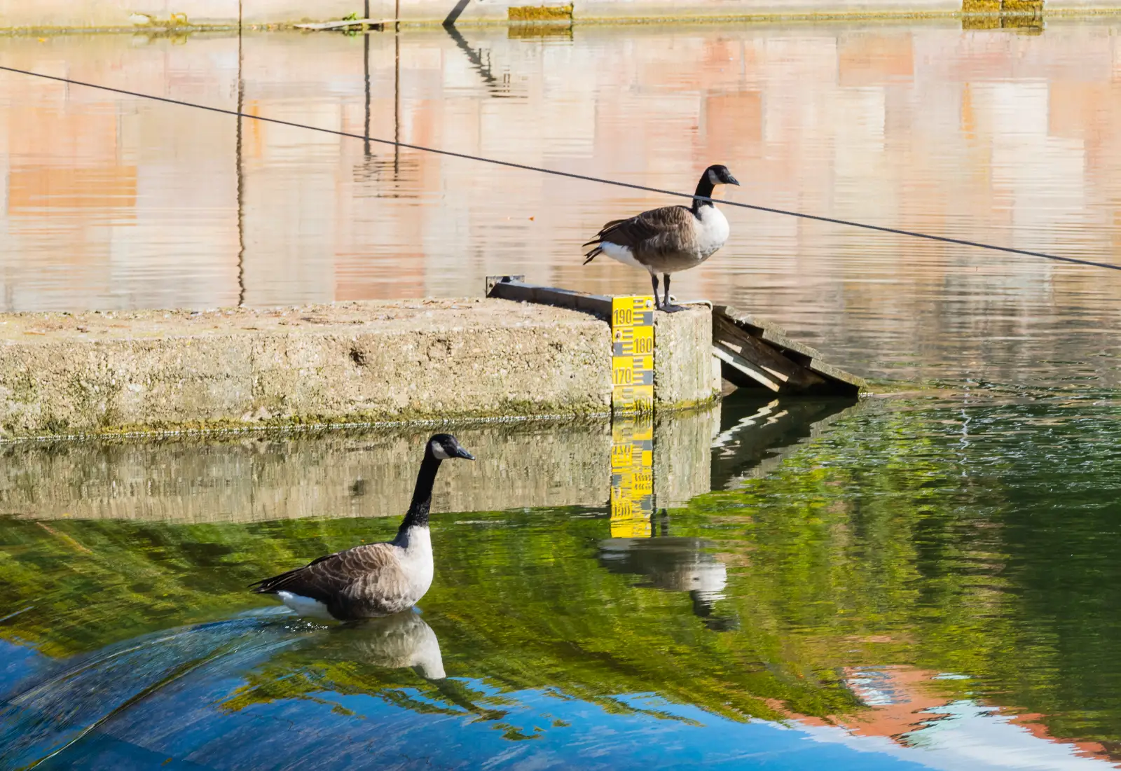 Canada geese control for water treatment plants and reservoirs
