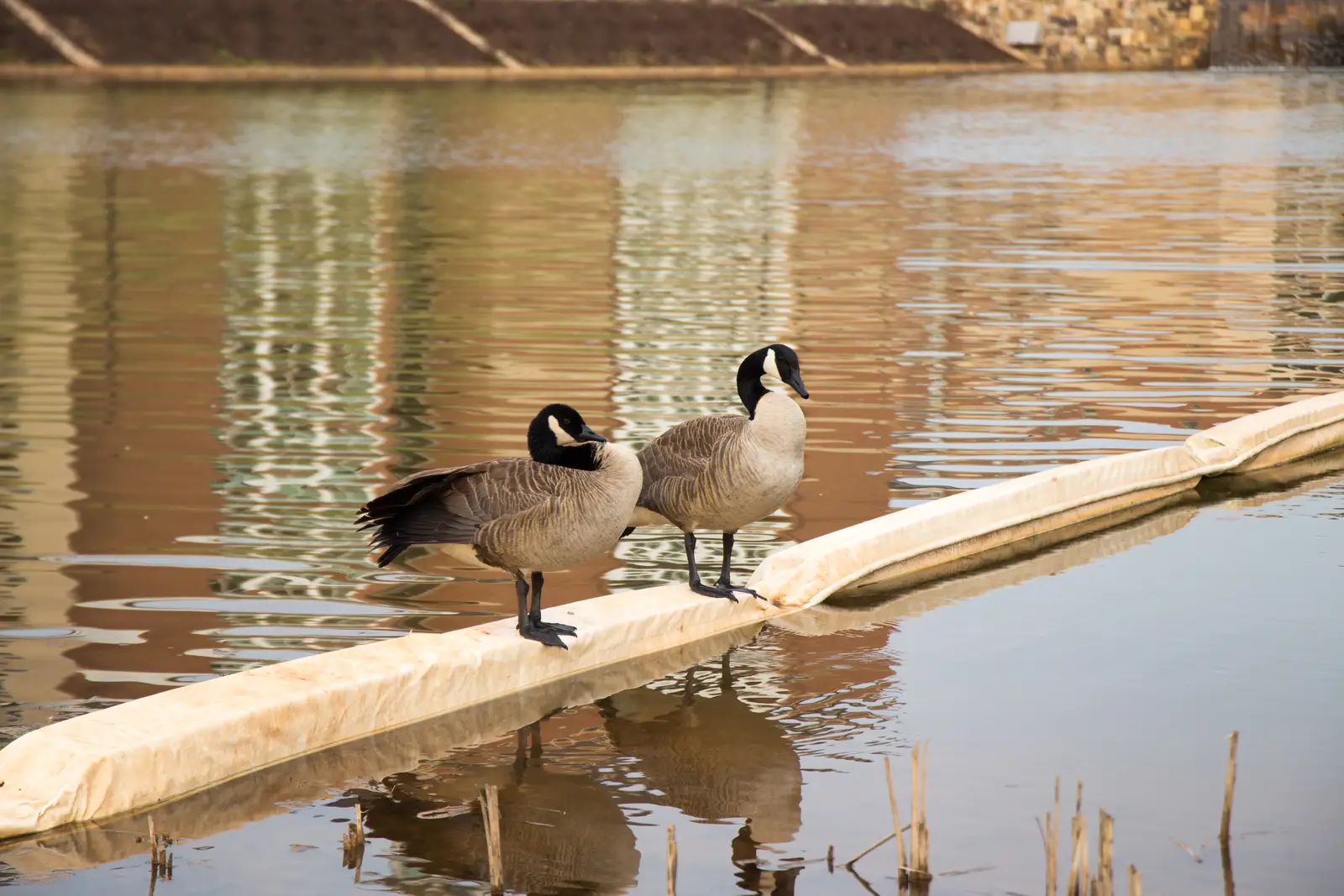 Timing service to the goose calendar